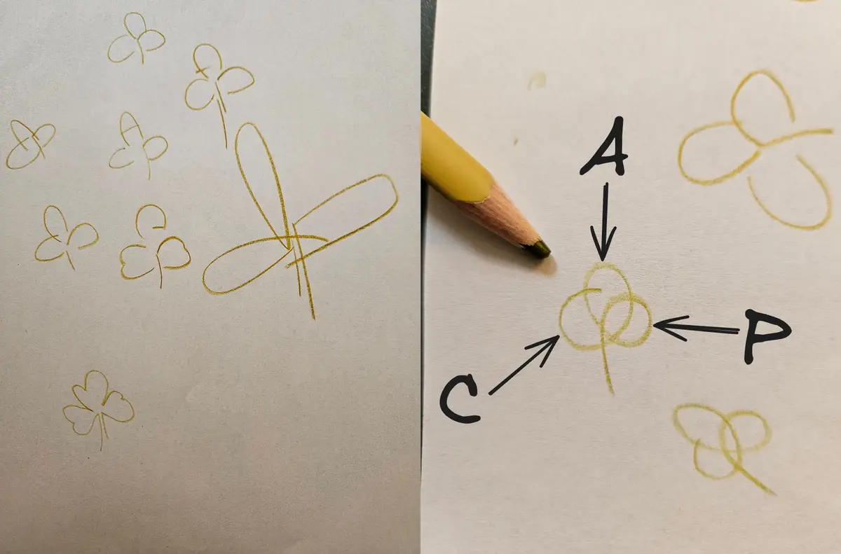Pencil sketches of clovers on paper, and a page where the letters C, A and P are drawn overlapping into a clover shape